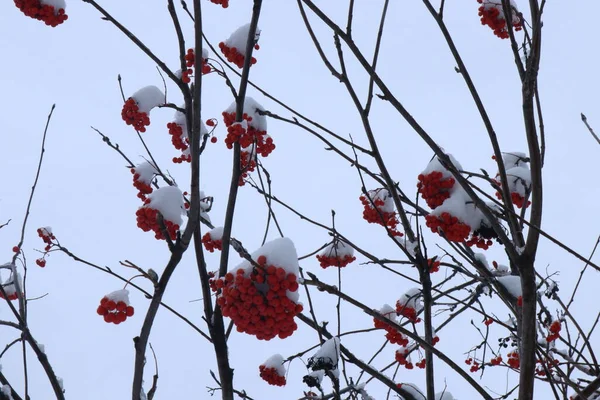 Ветка Ярко Красного Горного Пепла Покрыта Снегом Ягоды Снега — стоковое фото