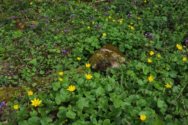 Sárga Fehér Lila Virágok Tavaszi Erdőben Első Márciusi Virágok Parkban — Stock Fotó