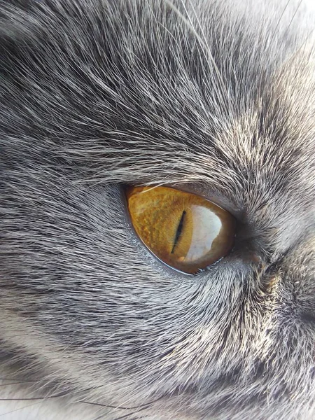 Velké Hnědé Kočičí Oko Malým Černým Zorničkou — Stock fotografie