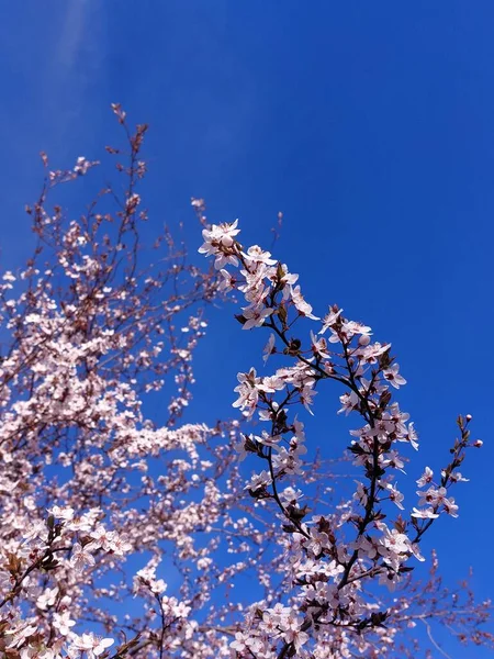 Biało Różowy Wiśnia Brzoskwinia Morela Śliwka Jabłko Gruszka Kwiat Kwiaty — Zdjęcie stockowe