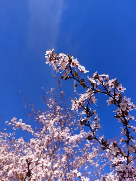 Weiße Und Rosa Kirsche Pfirsich Aprikose Pflaume Apfel Birne Blühen — Stockfoto