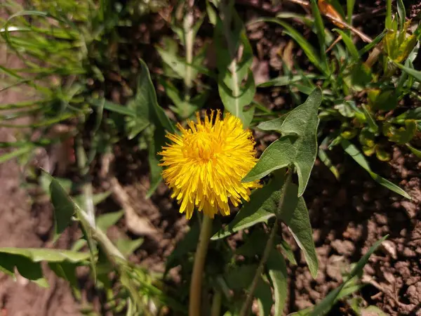 蒲公英在绿草中 春天的时候阳光灿烂的日子 森林里的黄花 春天的第一批花 — 图库照片