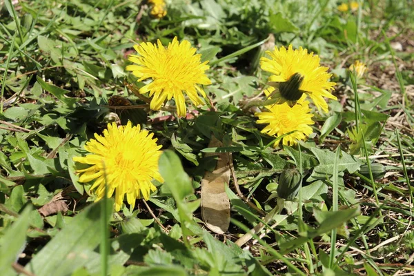 蒲公英在绿草中 春天的时候阳光灿烂的日子 森林里的黄花 春天的第一批花 — 图库照片