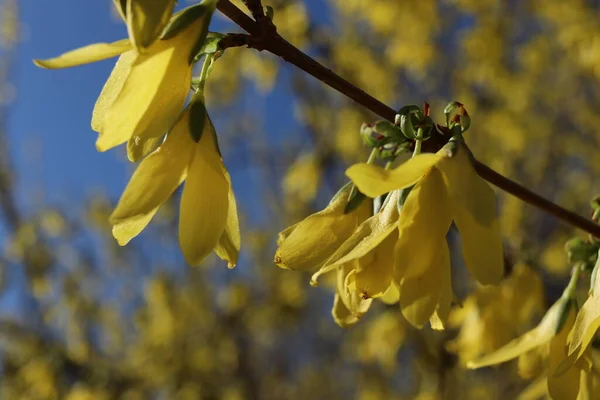 早春に緑色の草本に黄色い花を咲かせます 森の中に黄色の花でクリアリング 晴れた春の日に咲く — ストック写真