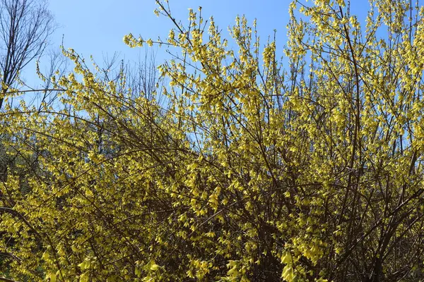 黄花在绿草中 森林里一片开满黄色花朵的空地 在一个阳光灿烂的春日绽放 — 图库照片