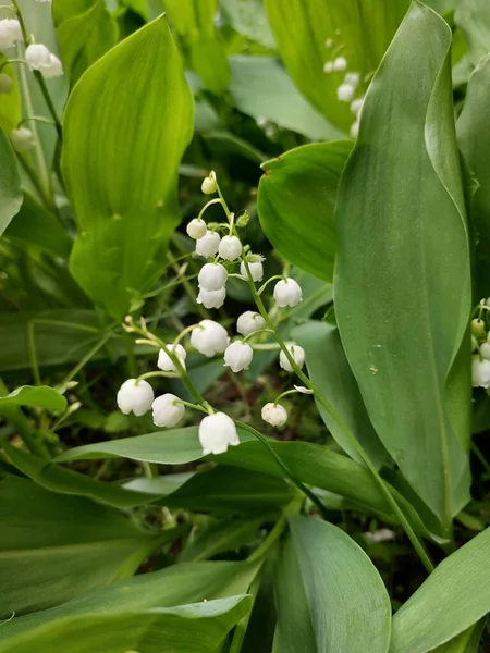 緑の芝生の中の谷の白いユリ 5月の花 開花の素晴らしい香り 春の花 — ストック写真