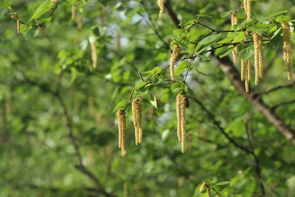 Genç bir huş dalı mavi bir arka planda izole edilmiş. Mavi bahar gökyüzü. Huş tohumu ve polen