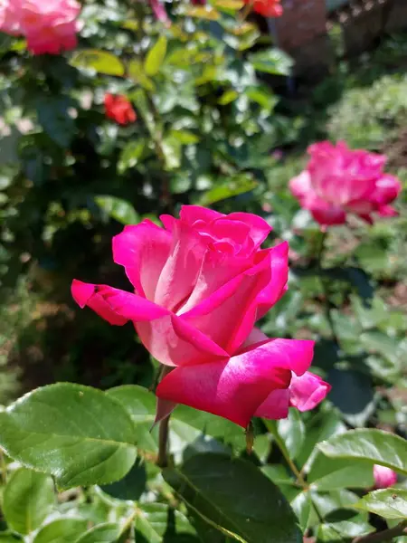 Leuchtende Und Saftige Rosen Gelbe Rote Rosa Blütenblätter Blumen Morgentau — Stockfoto