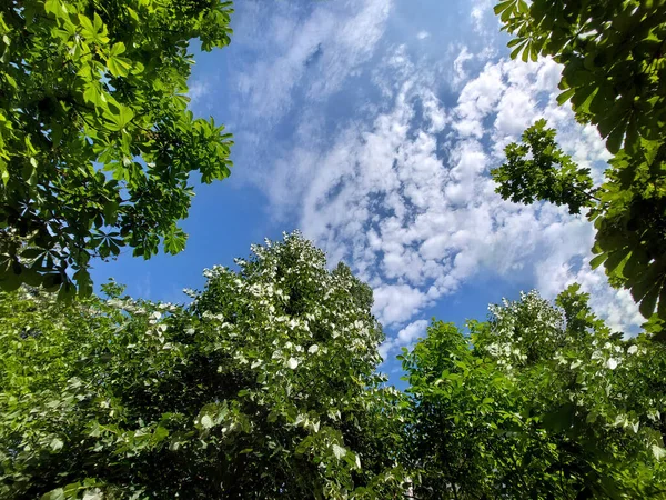 Yeşil Yapraklar Mavi Gökyüzü Yaz Mevsiminde Beyaz Bulutlarla — Stok fotoğraf