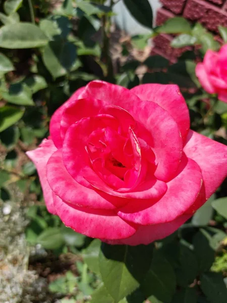 Roses Lumineuses Juteuses Pétales Jaunes Rouges Roses Fleurs Dans Rosée — Photo