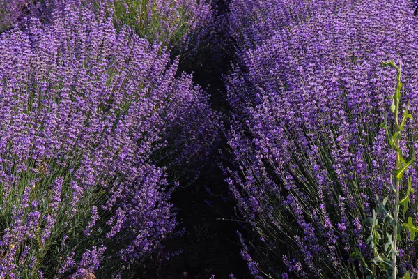 Large Lavender Field Purple Lavender Bushes Beautiful Purple Blooming Vast — Stock Photo, Image