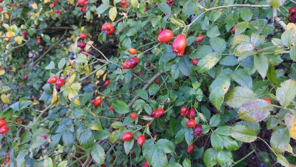 Große Rote Beeren Einem Grünen Strauch Herbstfrüchte Hagebutte Für Tee — Stockfoto