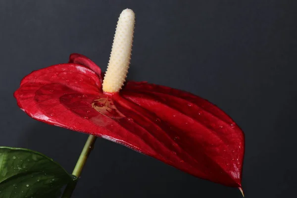 The red flower of the indoor anthurium. A large houseplant. A small potted tree