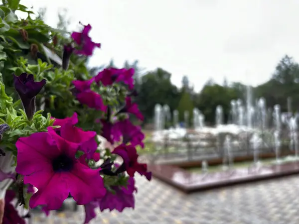 Çeşmenin yanında güzel çiçekler. Çiçek tarhında sarı, mor, kırmızı ve pembe güller. Küçük bir parkta saksıda çiçekler. Güzellik yakınlarda