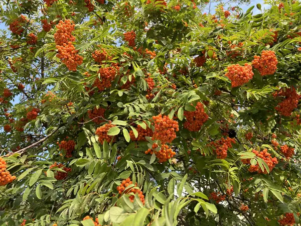 Asılı yeşil dallarda bol miktarda kızılcık çileği hasadı. Büyük portakal kümeleri