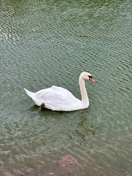 Parktaki küçük bir gölde kuğular. Suda büyük asil kuşlar. Kuğular ot yer.