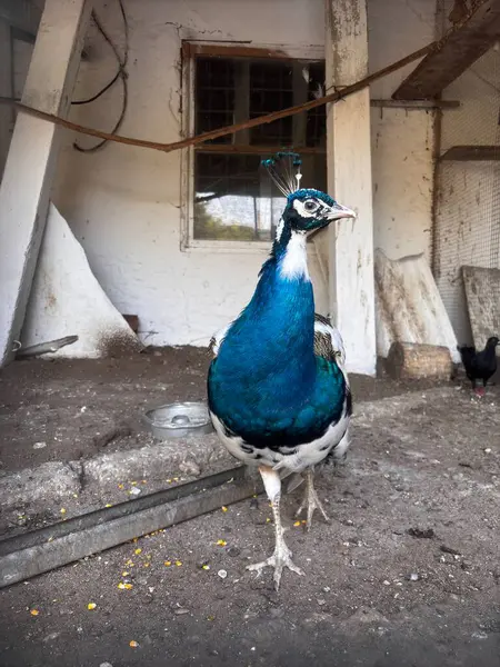 Hayvanat bahçesinde kafesteki dekoratif kuşlar. Kuşhanede güzel kuşlar var. Parlak tüylü kuşlar