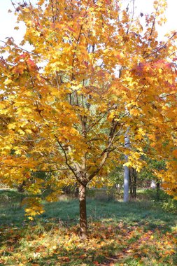 Yellow and red leaves on the branches. Maple leaves have turned yellow in anticipation of winter. Autumn leaf fall. The cool season has arrived clipart