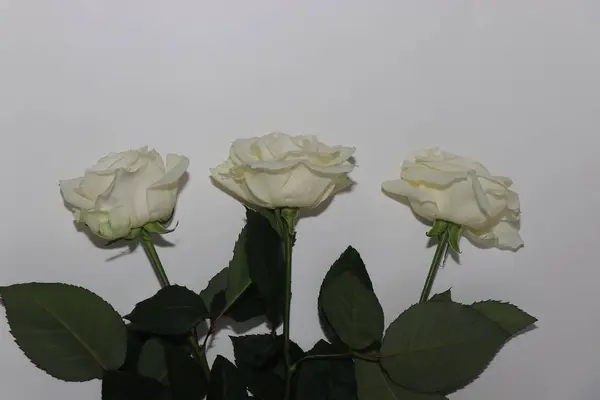 Beyaz arka planda izole edilmiş kırmızı ve beyaz güller. Kokulu güllerin şenlikli buketi. Sevgili kızın için bir hediye. Aşkı somutlaştıran çiçekler