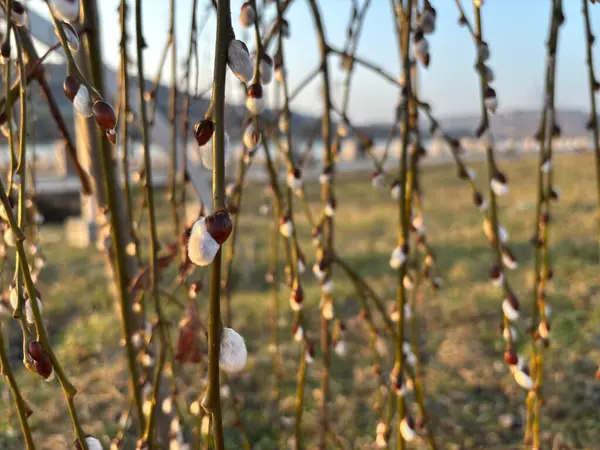 Söğüt tomurcukları. Kavisli ağaç dallarında kabarık tomurcuklar.