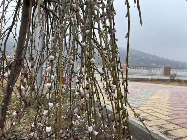 Söğüt tomurcukları. Kavisli ağaç dallarında kabarık tomurcuklar.