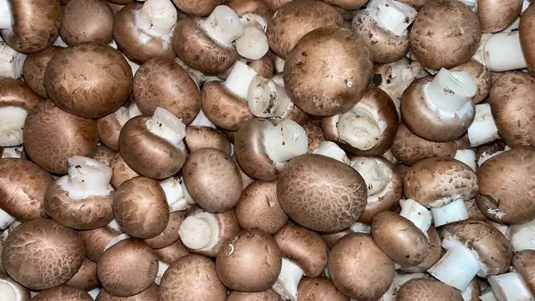 Büyük bir kutuda bir sürü mantar var. Mağazanın tezgahında lezzetli ve aromatik mantarlar var.