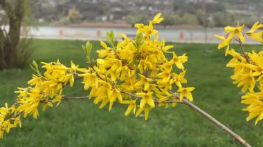 Rüzgarda sallanan bir dalda sarı forsythia çiçekleri. Erken bahar çiçekleri.