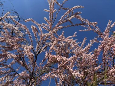 Baharda Yumuşak Pembe Çiçekli Tamarix Şubesi. Tamarisk 'in Bahar Çiçeği (Tuz Sedir) Şubesi