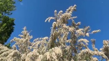 Baharda yumuşak beyaz çiçekli Tamarix Şubesi. Tamarisk 'in Bahar Çiçeği (Tuz Sedir) Şubesi