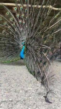 Canlı bir erkek tavus kuşu, parlak kuyruk tüyleri göz kamaştırıcı bir görüntüyle kumlu zeminde duruyor.
