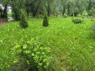 Bulutlu bir günde yağmurdan sonra bir park. Islak bir kırmızı tuğla yolu yemyeşil ağaçlar ve çimenler arasında süzülür. Arka planda banklar ve bir çardak görülebilir.. 