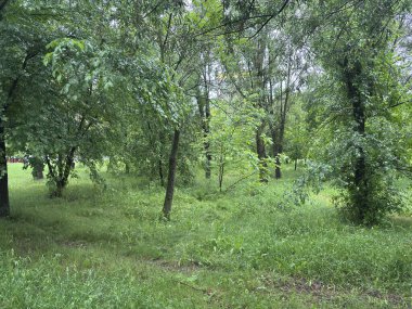 Bulutlu bir günde yağmurdan sonra bir park. Islak bir kırmızı tuğla yolu yemyeşil ağaçlar ve çimenler arasında süzülür. Arka planda banklar ve bir çardak görülebilir.. 