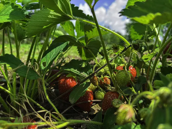 Olgun kırmızı çilekler ve yemyeşil yaprakların arasına yerleştirilmiş olgunlaşmamış yeşil çilekler ile bahçedeki bir çilek bitkisinin yakın görüntüsü..