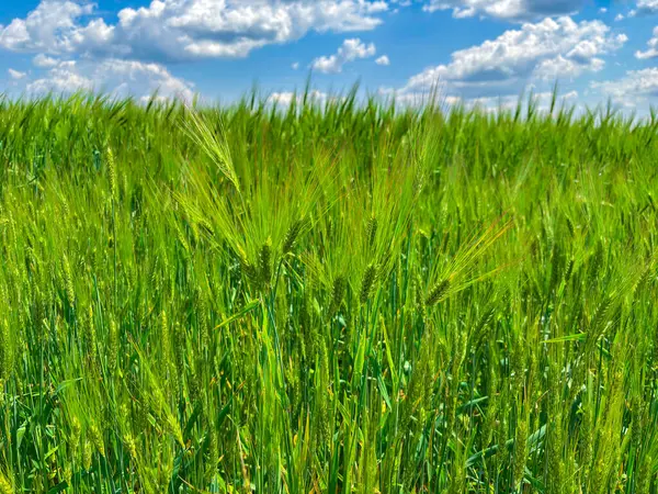 Mavi gökyüzünün altında beyaz bulutlu yeşil buğday ya da arpa tarlasına yakın çekim. Çiftçiliği ve doğal büyümeyi temsil eden yaz aylarında genç tahıl ürünleriyle birlikte tarım arazisi.