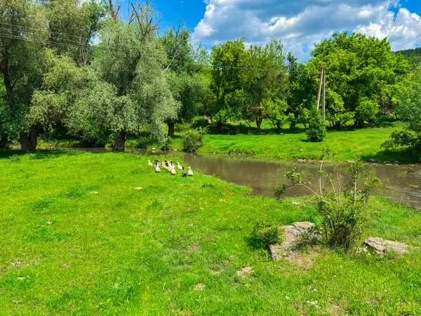 Yazın kırsal bir bölgede küçük bir nehrin kenarında yeşil çimlerin üzerinde bir grup evcil ördek. Kırsal kesimde güneşli bir günde ağaçlar, su ve vahşi yaşam ile doğal ortam.