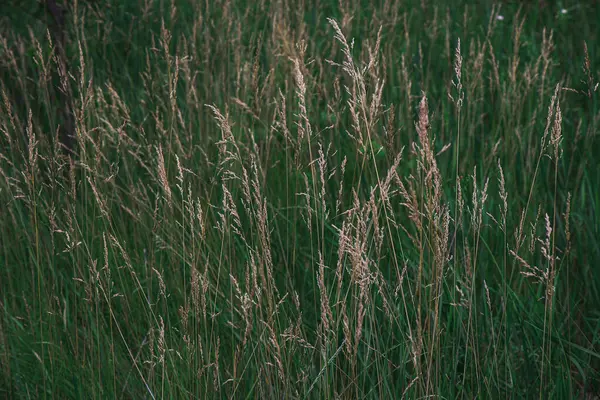 Çayırdaki yeşil çimlerin bulanık arka planına karşı duran kuru, yabani otlara ya da saman benzeri bitkilere yakın çekim. Doğal kırsal manzara elementi, yazı, büyümeyi ve kırsal sakinliği sembolize ediyor..