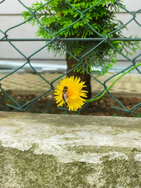 Güneşli bir günde sarı bir karahindiba çiçeğinden nektar toplayan bir arıya yakın çekim. Bahar doğası ve tozlaşma sürecinin makro fotoğrafı.