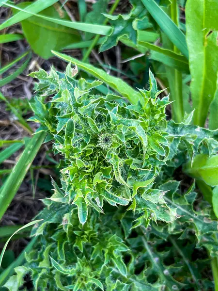 Keskin yeşil dikenleri ve birkaç küçük çiçek tomurcuğu olan yabani bir devedikeni yakından çek. Bitki gür, bulanık bir orman arka planına karşı duruyor..