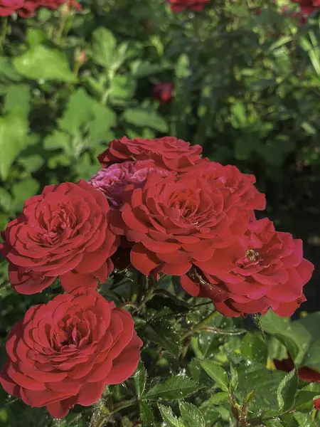 Çiçek açan kırmızı çalı yeşil arka planda canlı çiçeklerin yakın bir yaz bahçesinde çiçek açarken aşkın, güzelliğin ve doğanın sembolü oldu.