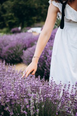 Lavanta çiçeği tarlası, çiçek açan mor kokulu lavanta çiçekleri. Hasat, parfüm malzemesi, aromaterapi. Lavanta tarlası, parfüm malzemesi. Yüksek kalite fotoğraf