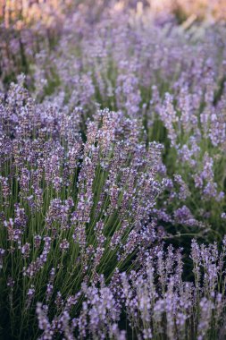 Lavanta çiçeği tarlası, çiçek açan mor kokulu lavanta çiçekleri. Hasat, parfüm malzemesi, aromaterapi. Lavanta tarlası, parfüm malzemesi. Yüksek kalite fotoğraf