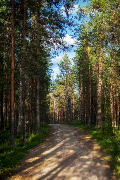 Estrada Terra Com Brilho Solar Uma Floresta Pinheiros — Fotografia de Stock