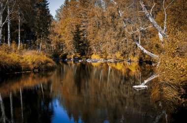 Bir sonbahar günü ağaçlarla çevrili bir nehir.
