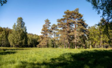 Glade and forest against the blue sky on a summer day