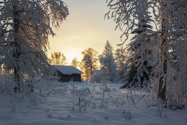 Utsikt Över Himlen Och Snöiga Träd Med Vinter Frostig Morgon — Stockfoto