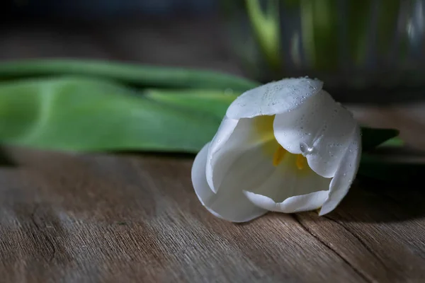 Tulipe Blanche Avec Des Gouttes Eau Sur Les Pétales — Photo