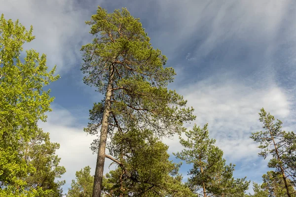 Korony Drzew Przeciwko Błękitnemu Pochmurnemu Niebu — Zdjęcie stockowe