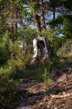 Yaz ormanında çürümüş ağaç kütüğü