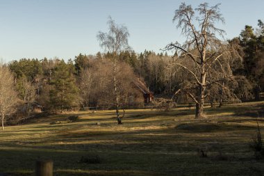 Bir bahar akşamında mavi gökyüzünün altında kırmızı evleri olan ormanın kıyısında.
