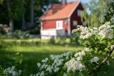 Bulanık bir arkaplanda çiçek açan elma ağacının dalı